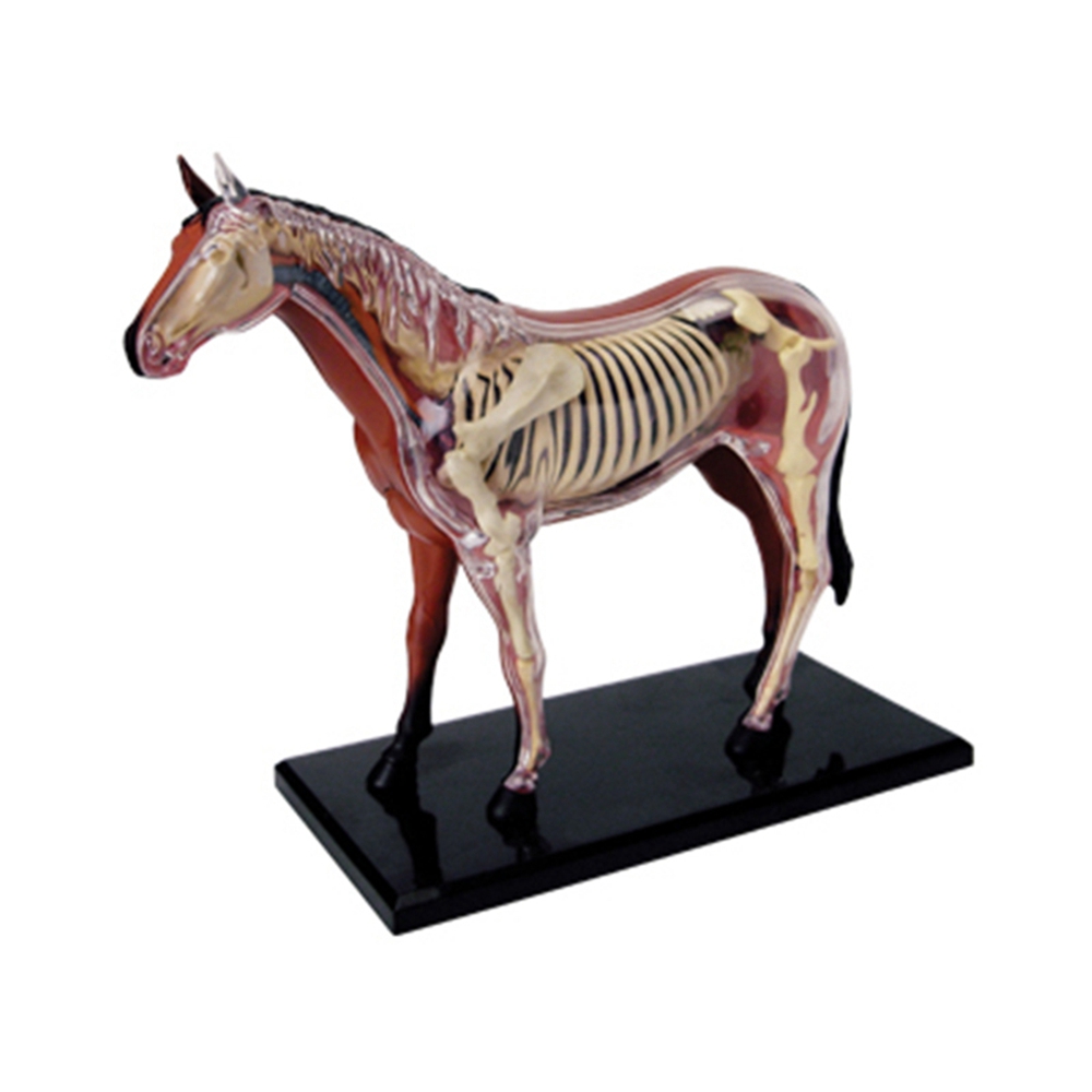 Animal Organ Anatomy Model 4D  - Science Toys avaliação e preço