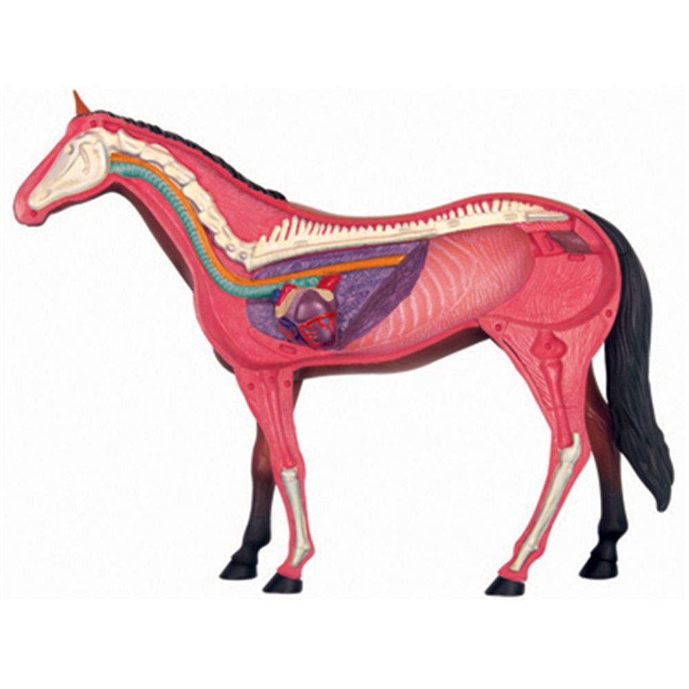 Animal Organ Anatomy Model 4D  - Science Toys avaliação e preço