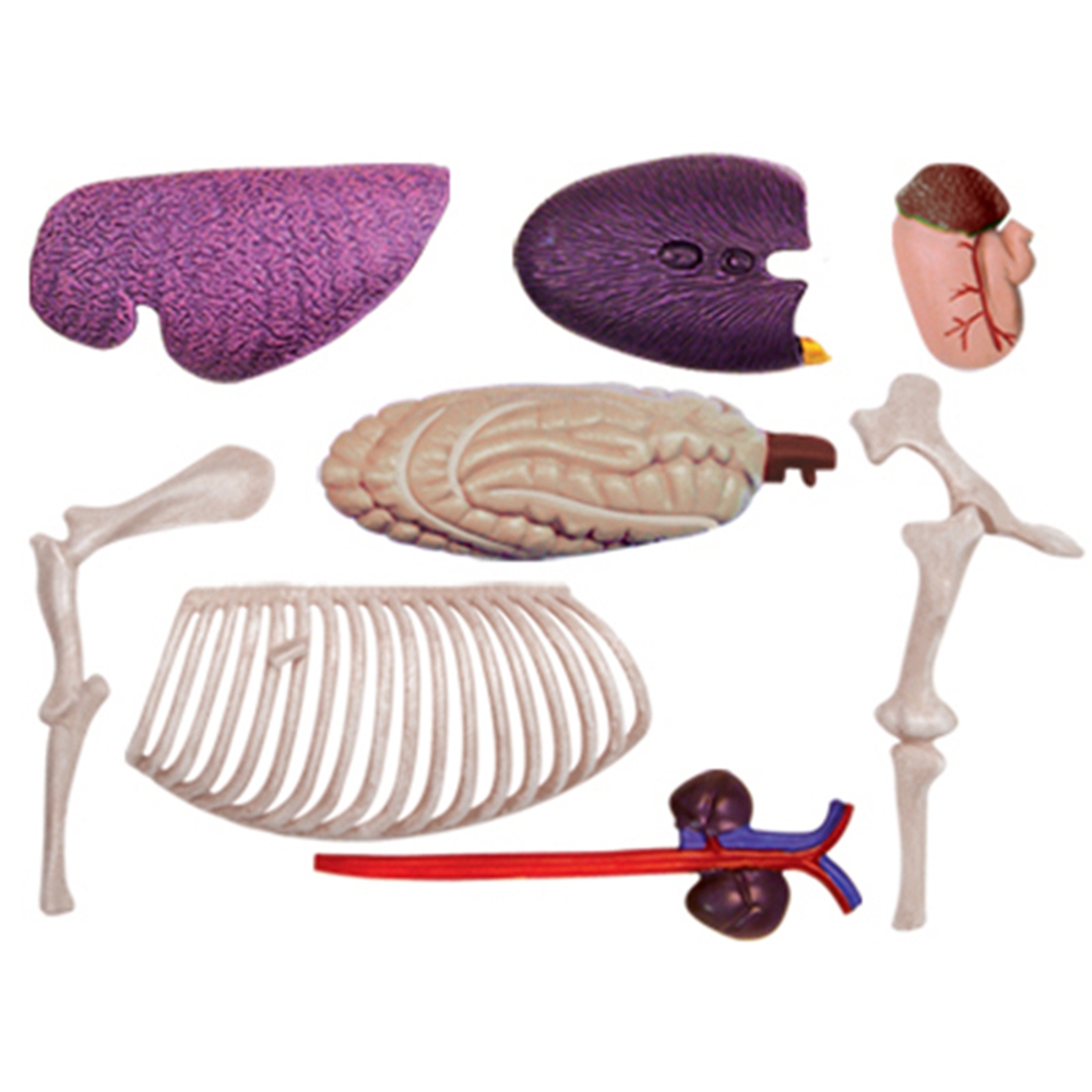 Animal Organ Anatomy Model 4D  - Science Toys avaliação e preço
