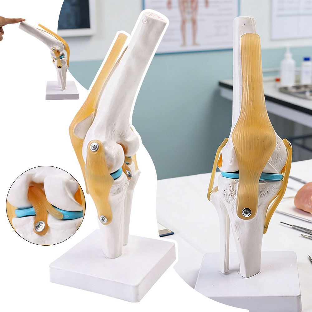 Anatomical Medical-Knee Joint  - Science Hobbyist avaliação e preço