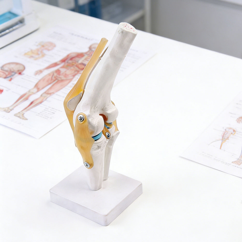Anatomical Medical-Knee Joint  - Science Hobbyist avaliação e preço
