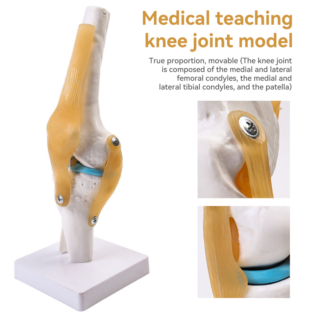 Anatomical Medical-Knee Joint  - Science Hobbyist avaliação e preço